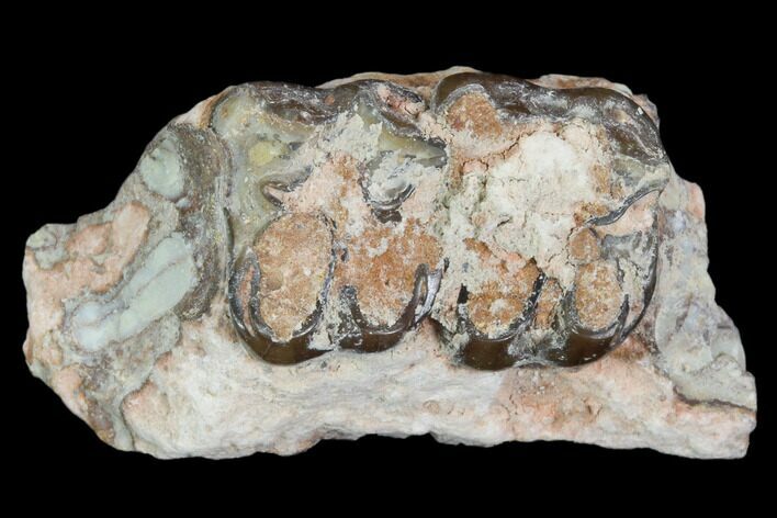 Oligocene Horse (Mesohippus) Jaw Section #101854